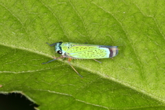 Versigonalia vermiculata