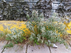 Solanum elaeagnifolium