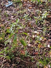 Solanum elaeagnifolium
