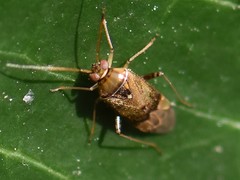Pinalitus cervinus