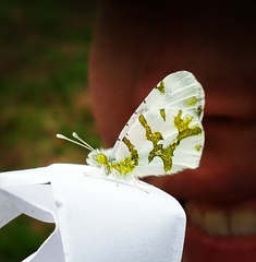 Euchloe olympia