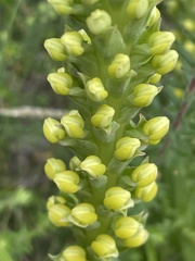 Pterygodium bicolorum