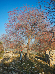 Pistacia terebinthus