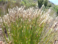 Elegia filacea