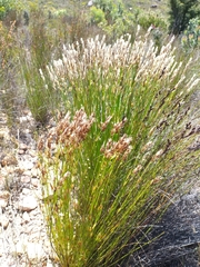 Elegia filacea