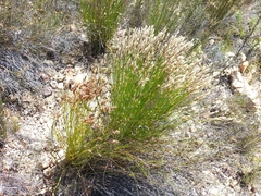 Elegia filacea