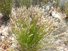 Elegia filacea