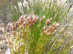 Elegia filacea