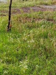 Solanum elaeagnifolium