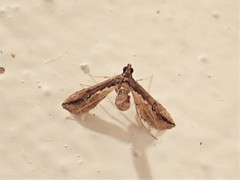 Hydririni