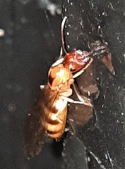 Colobopsis macrocephala