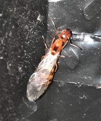 Colobopsis macrocephala