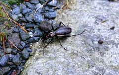 Carabus depressus