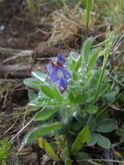 Lupinus bracteolaris