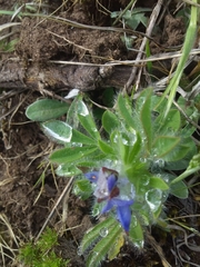 Lupinus bracteolaris