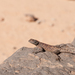 Bibron's Agama - Photo (c) Henri Bourgeois-Costa, some rights reserved (CC BY-NC-ND)