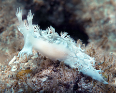 Tritoniopsis elegans