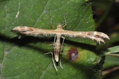 Oxyptilus
