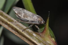 Selenocephalus obsoletus