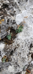 Sedum dasyphyllum