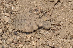 Myrmeleon formicarius