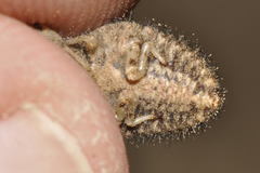 Myrmeleon formicarius