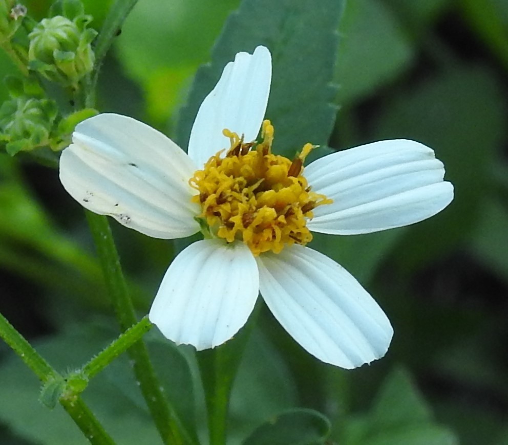 White beggarticks from Crescent Lake, St. Petersburg, FL, USA on ...