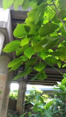 Macaranga denticulata