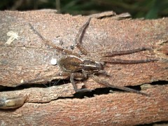 Dolomedes instabilis
