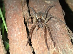 Dolomedes instabilis