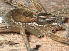 Dolomedes instabilis