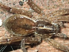 Dolomedes instabilis