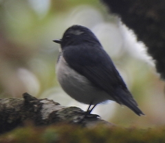 Ficedula superciliaris