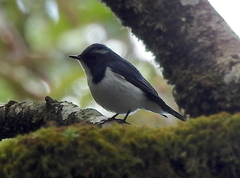 Ficedula superciliaris