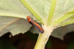 Aulacizes quadripunctata