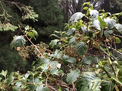 Hydrangea anomala