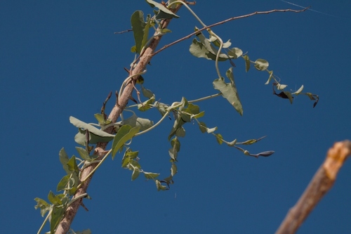 Aristolochia albida (Aristolochia albida)