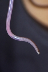 Siagonodon borrichianus