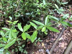 Berberis mingetsuensis