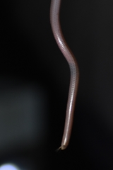 Siagonodon borrichianus