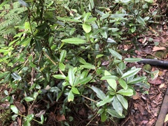 Berberis mingetsuensis