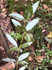 Berberis mingetsuensis