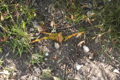 Colchicum eucomoides