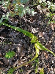 Colchicum eucomoides