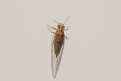 Psylloidea