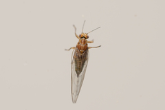 Psylloidea