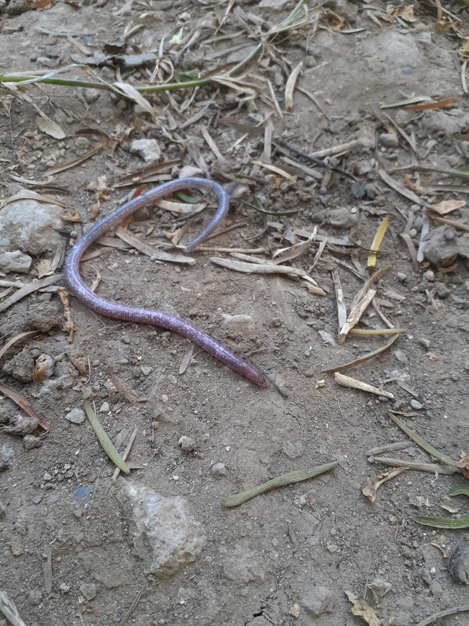 Western Worm Lizard photo 2