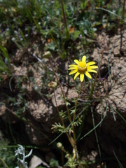 Blennosperma nanum