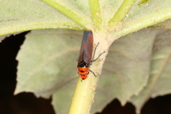 Aulacizes quadripunctata