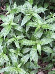 Mercurialis leiocarpa